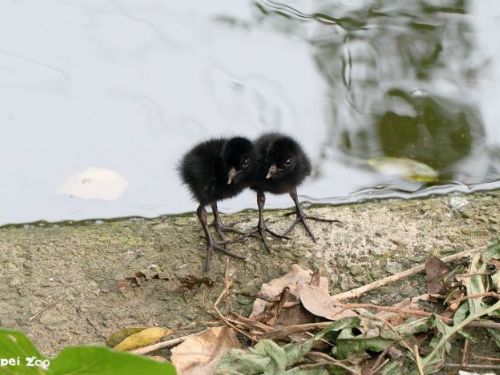 春末限定萌景登場！臺北市立動物園鳥寶寶陸續現身，水邊草叢充滿生命力